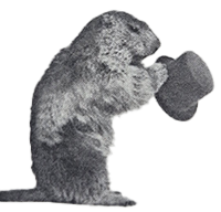 Beaver with Hat